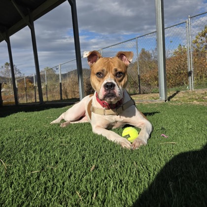 Marshall County Animal Shelter Implements Open Adoption Policy